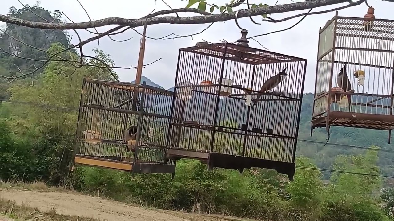 Thử thái độ chim chào mào nhà mình cho ae xem 0973720491