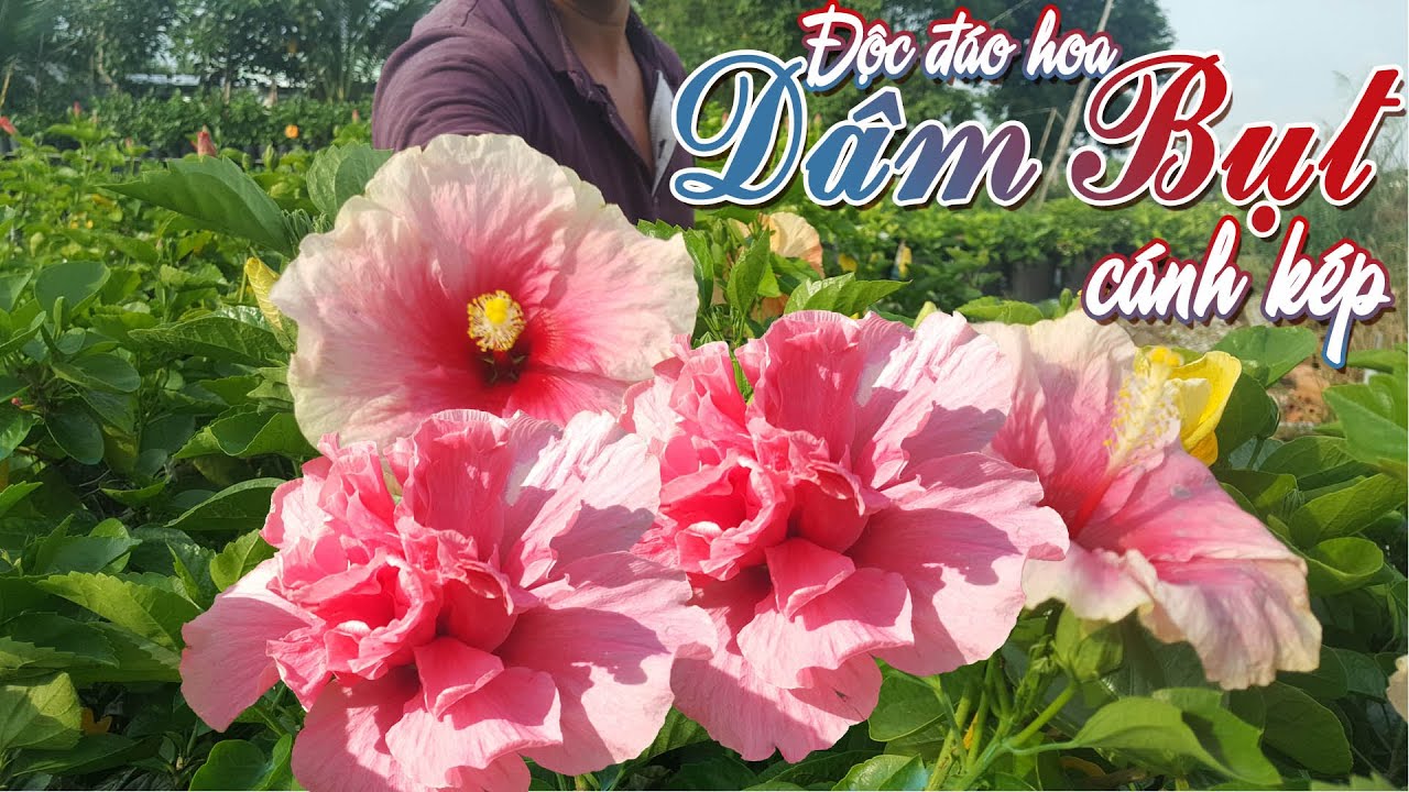 Độc đáo hoa dâm bụt cánh kép ở làng hoa Sa Đéc #hoadâmbụtcánhkép #hoalồngđèn #bôngbụp