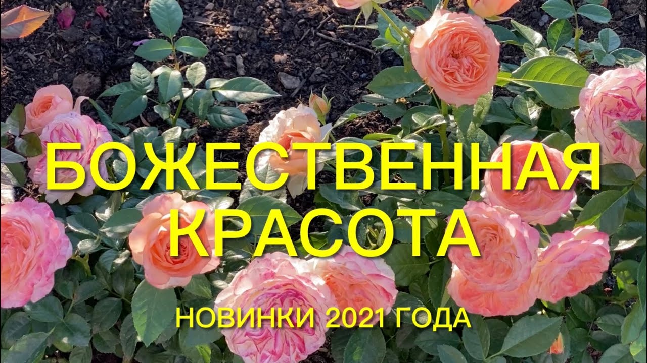 Розы. Божественная красота цветущего сада. Новинки 2021 года, это надо видеть.🌹🌹🌹