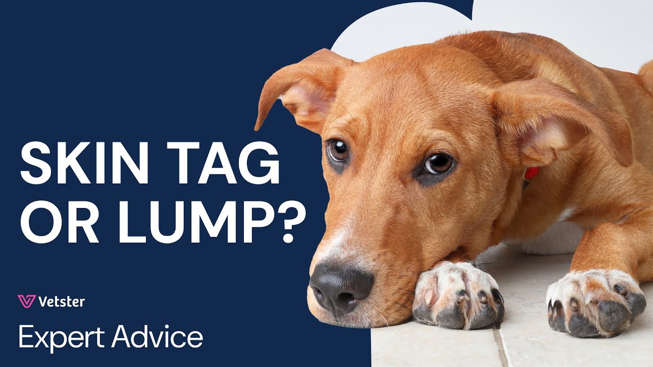 Lump on Dog? Skin Tag, Growth or Cancer? Treatment Vs Removal