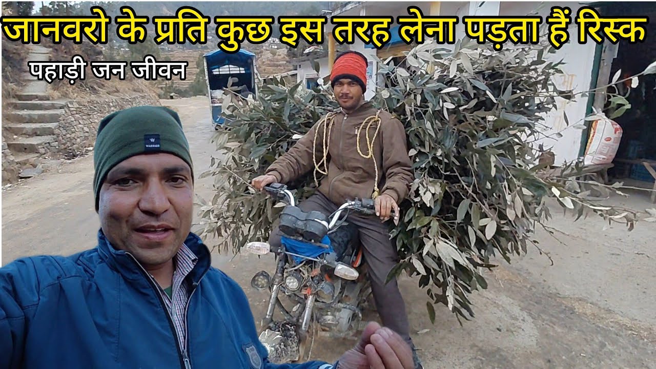 पहाड़ी जन जीवन मौसम खराब होते ही जानवरों की चिंता चारे के लिए उठाना पड़ता हैं बहुत रिस्क 🥲🥲