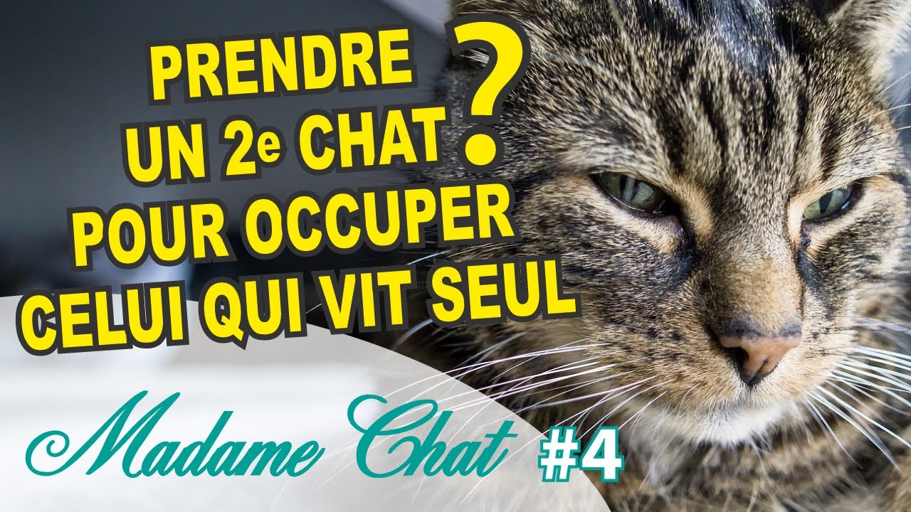 Doit-on prendre un 2e chat pour occuper un chat qui vit seul ?