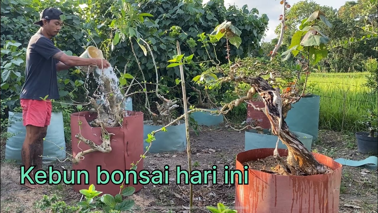 Permak bonsai waru merah. Kebun Bonsai Jadi Tempat Healing 