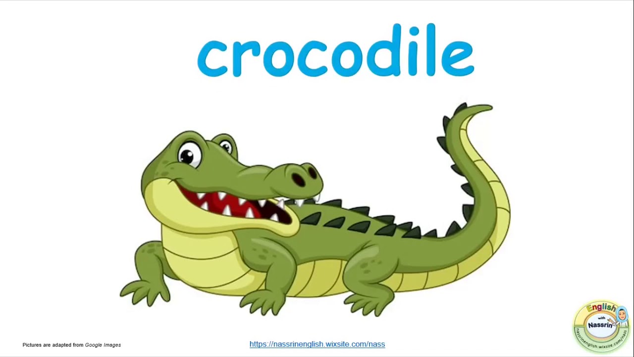 Vocabulary - Jungle animals