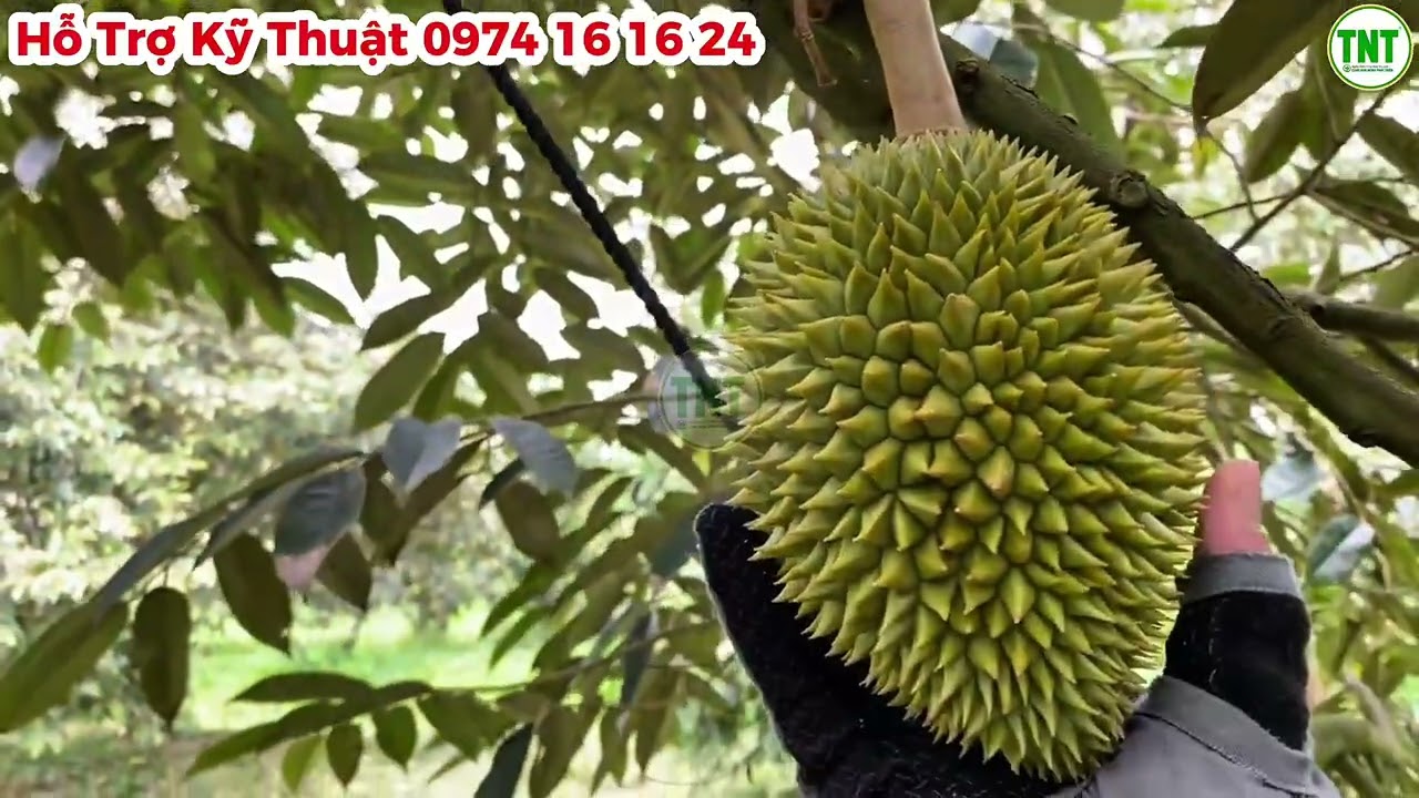 Cây Đi Đọt Đúng Vào Giai Đoạn Nông Hộc, Nở Hông Có Cần Diệt Đọt Không? Sầu Riêng Nhơn Ái, Phong Điền