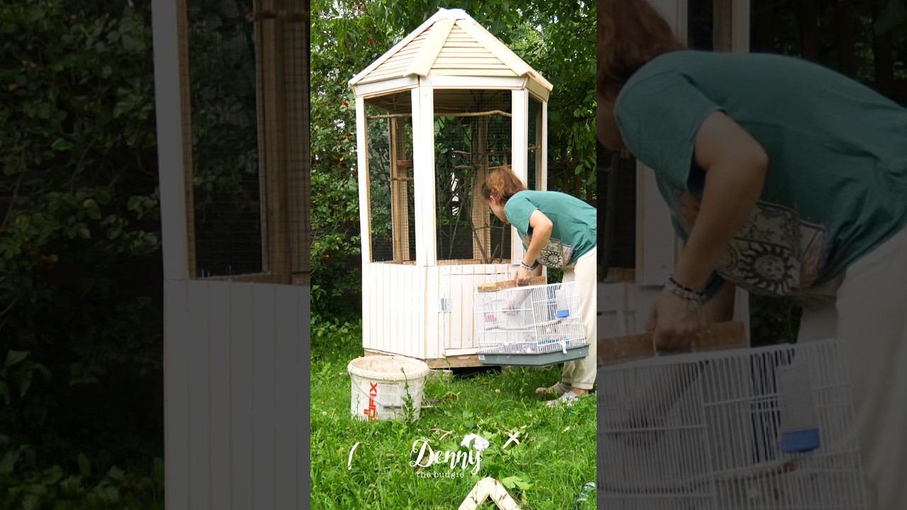 Watch me Build Stunning Bird Aviary