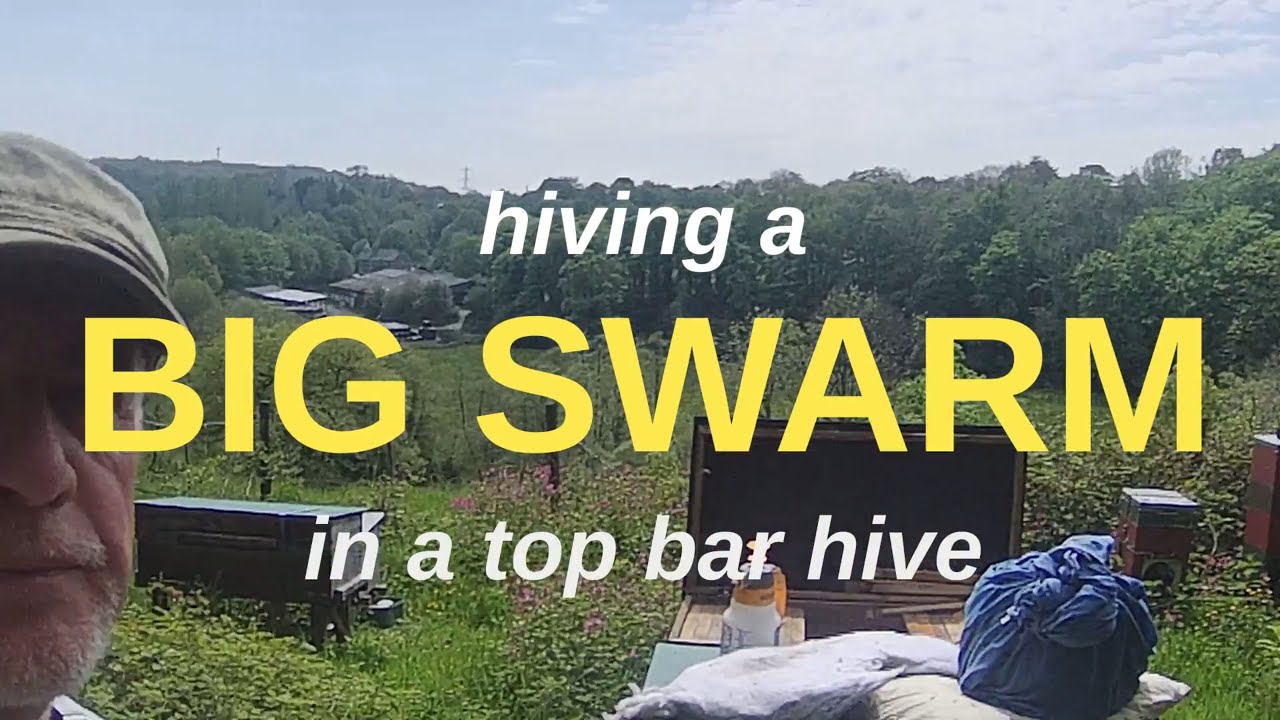 Hiving a Big Swarm in a Top Bar Hive (with tips on using a water spray instead of smoke)
