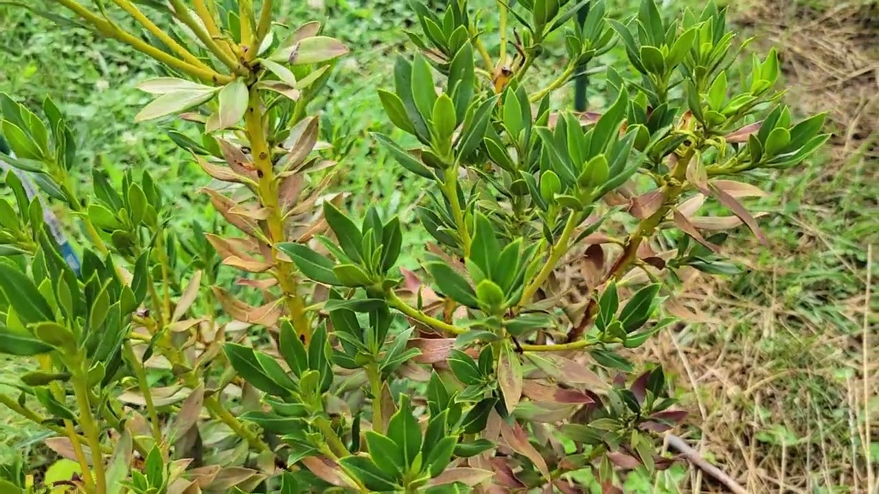 Broadleaf Evergreen: Mountain Laurel (kalmia latifolia)