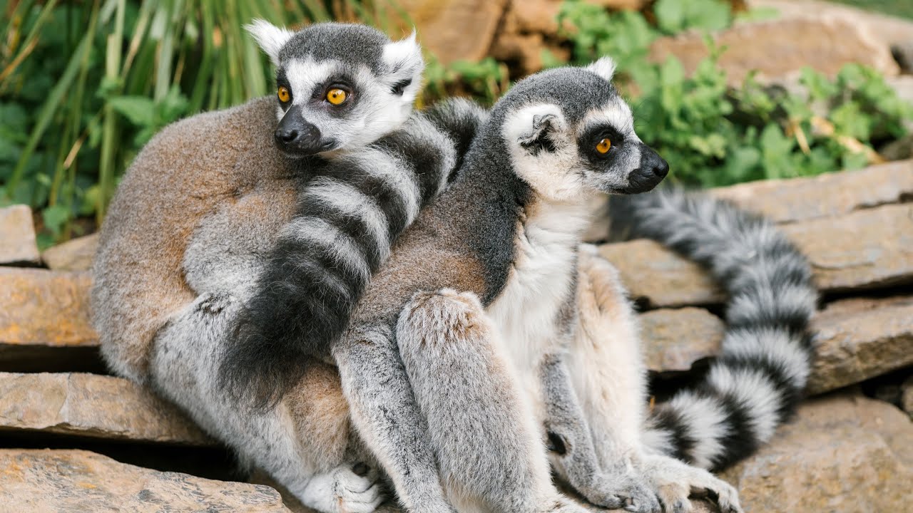 Meet the Lemur: The Cutest Primate You’ll Ever See #Lemur #CuteAnimals #Wildlife #Nature #animals