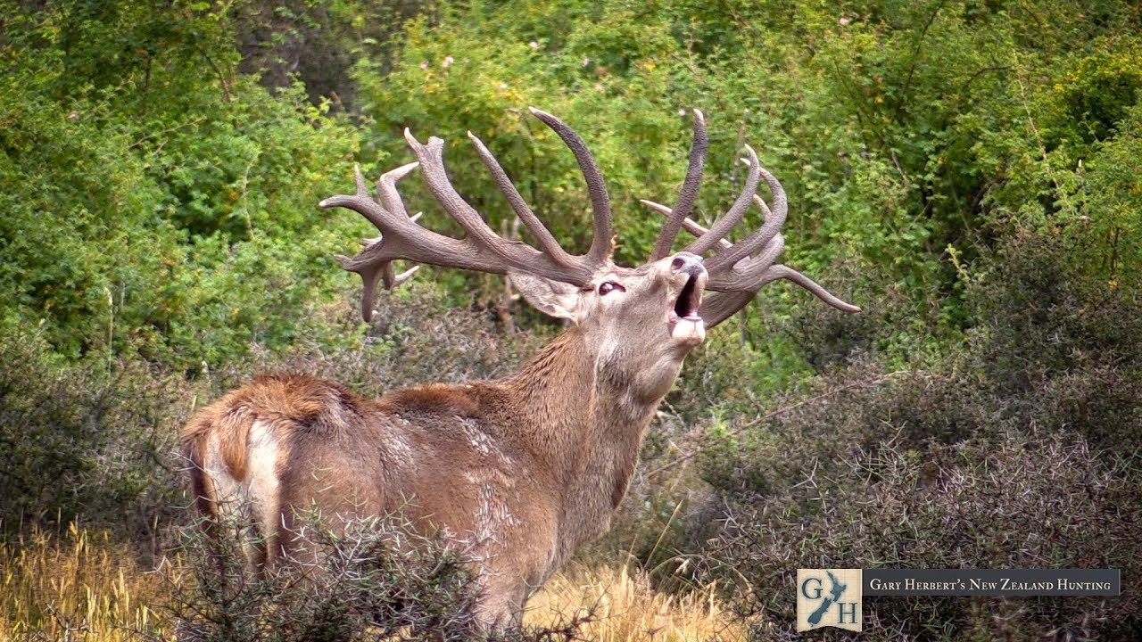 Gary Herbert's New Zealand Hunting 2017 Season