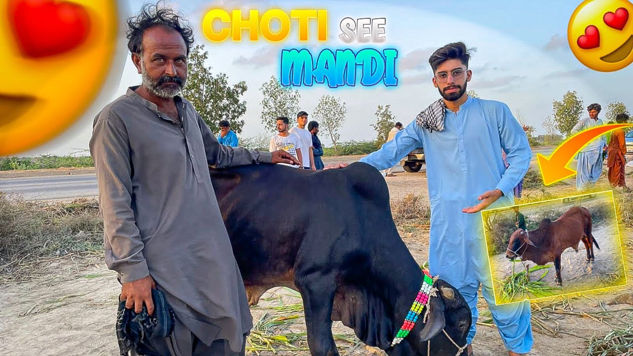 Kiya Aj Soda Ho Payega ? Cow Mandi Vlog | Best Mandi In Our Village | Hatique Vlogs