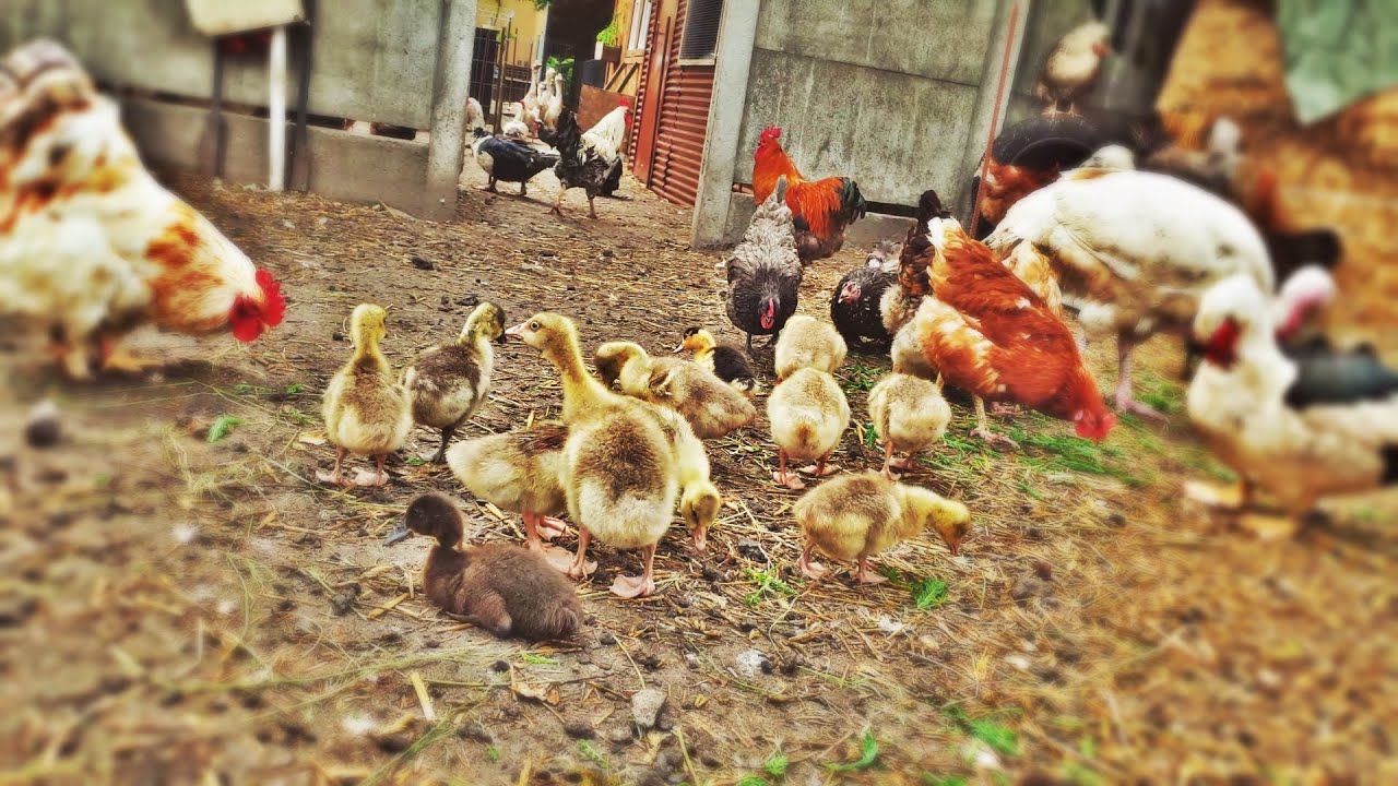 Moje mini ZOO / odc. 24 