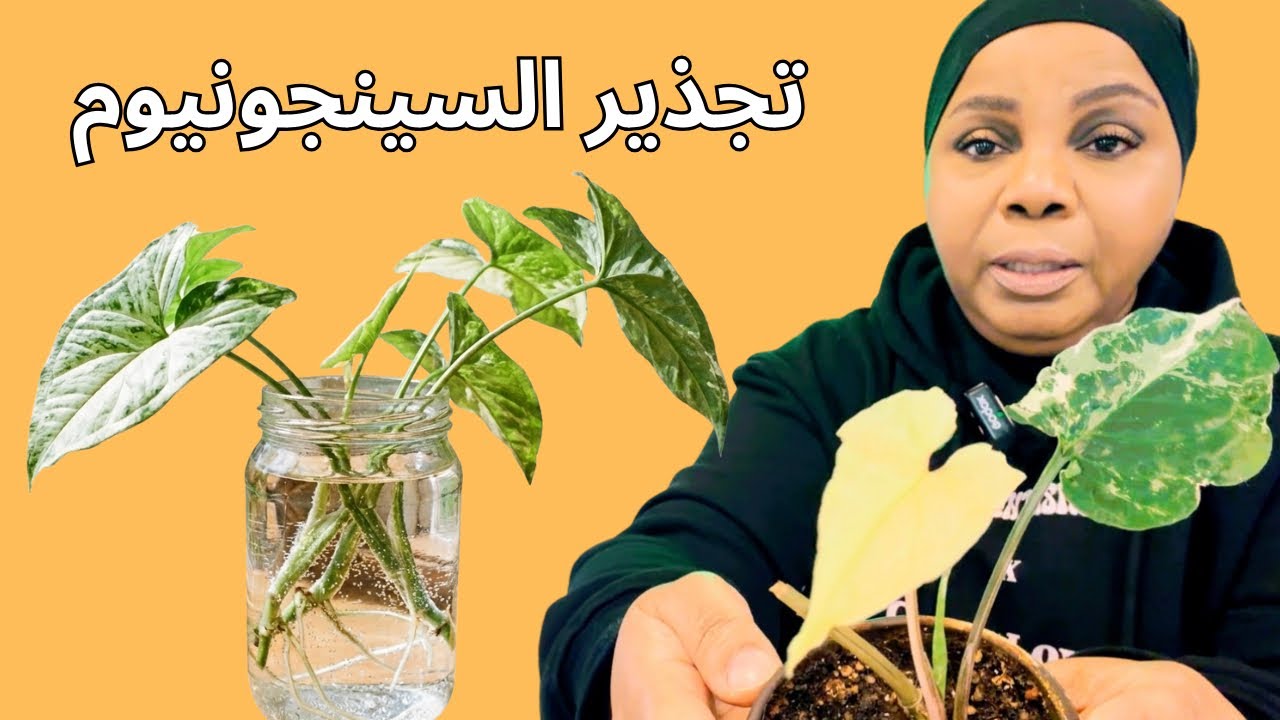 أسهل طريقة لزيادة نمو واكثار نبات السنجونيوم 🪴🌿