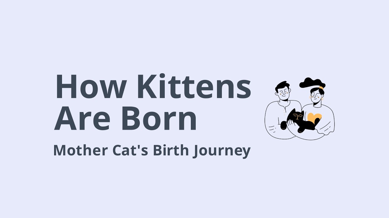 THE MIRACLE OF KITTENS: Watch A Mother Cat’s FIRST Motherhood Journey! 🐱❤️ (Heart-Melting)