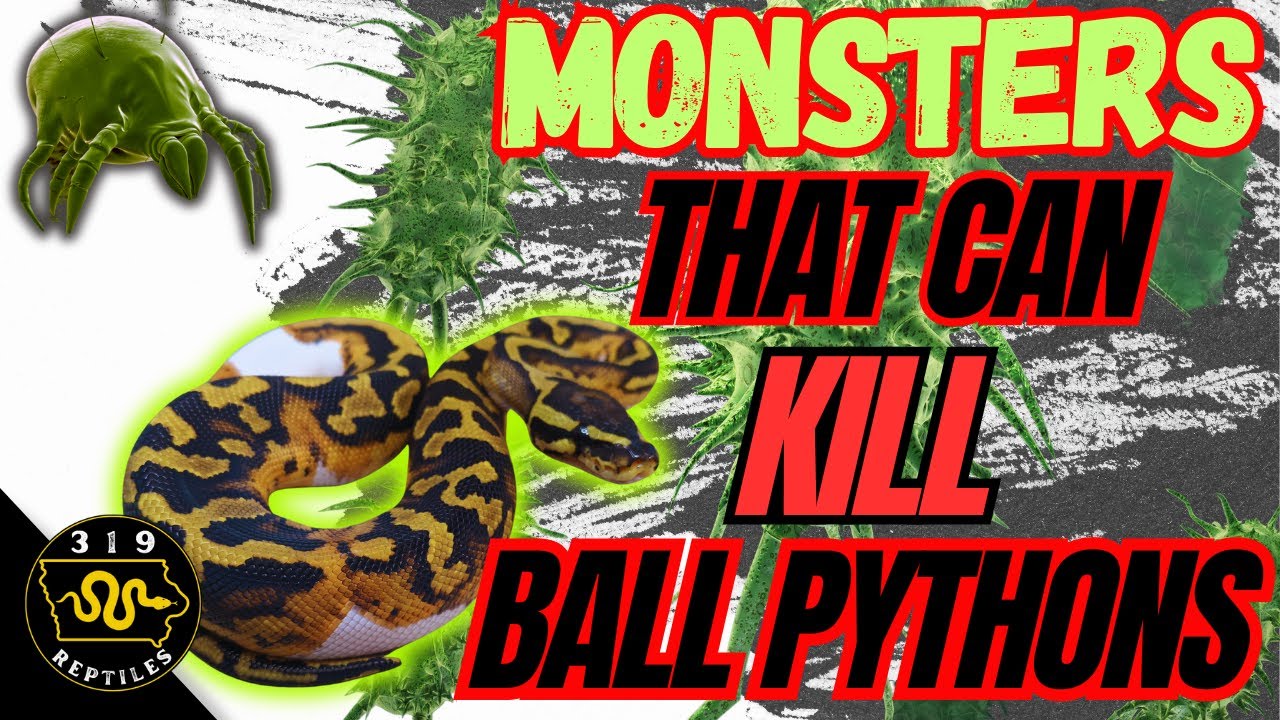 Deadly Ball Python Health Threats | How Can YOU Avoid Them?