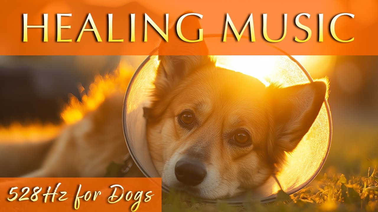 Powerful Healing Music for Dogs 🐶 528Hz Miracle Tone