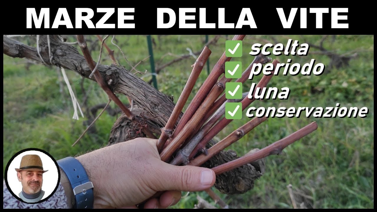 MARZA della VITE per innesto (wine march for grafting - marca de tornillo de injerto)