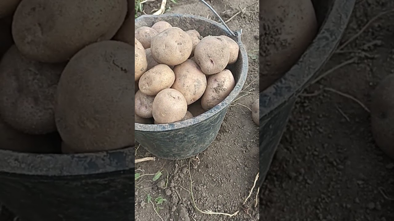 Вацап / мах  для каталога 89152458159 письменно