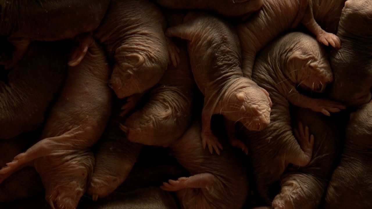 The naked mole-rat's secret to eternal youth - World's Weirdest Event's: Episode 3 Preview - BBC