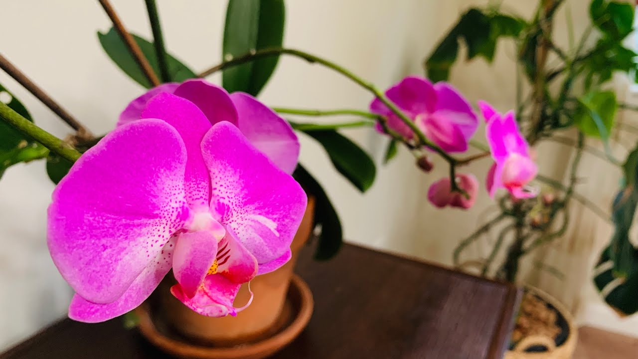 3 secrets for orchid nonstop blossom 蝴蝶兰开花不断的三个秘诀
