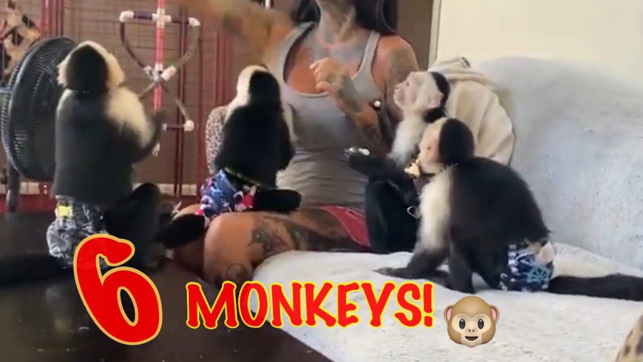 Capuchin monkeys EVERYWHERE!! SIX!!!
