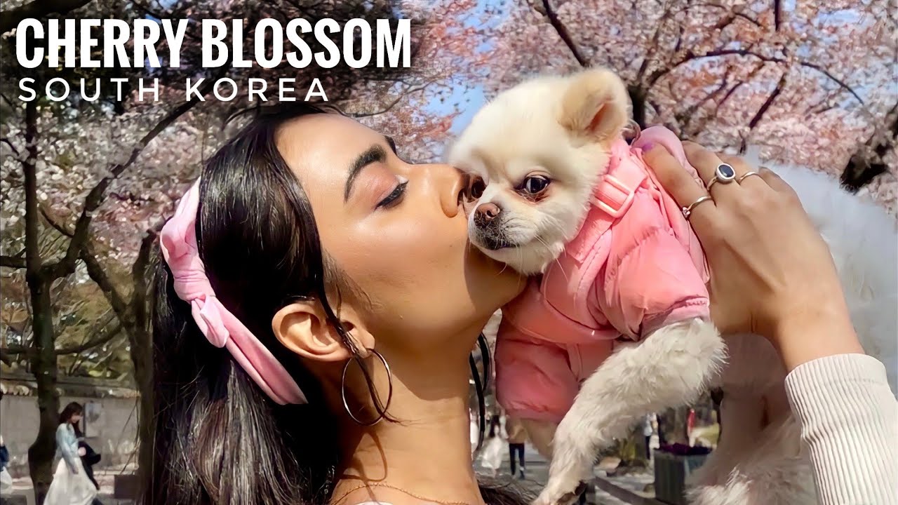 Vlog: CHERRY BLOSSOM | South Korea Trip 🇰🇷 | Sakshma Srivastav