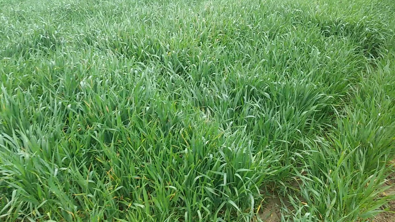 Levata I nodo grano tenero 12 apr 21