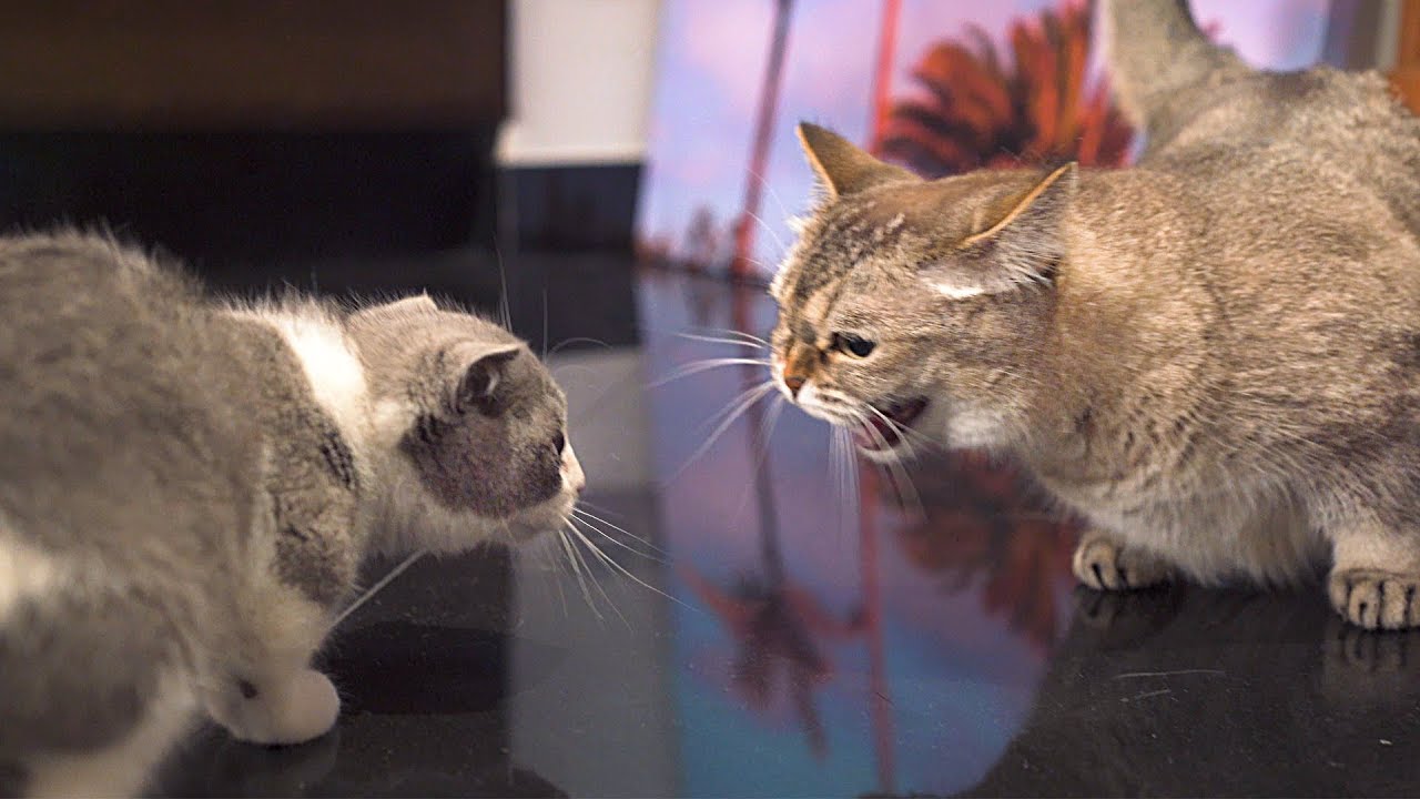 Alpha Cat Rejects New Kitten
