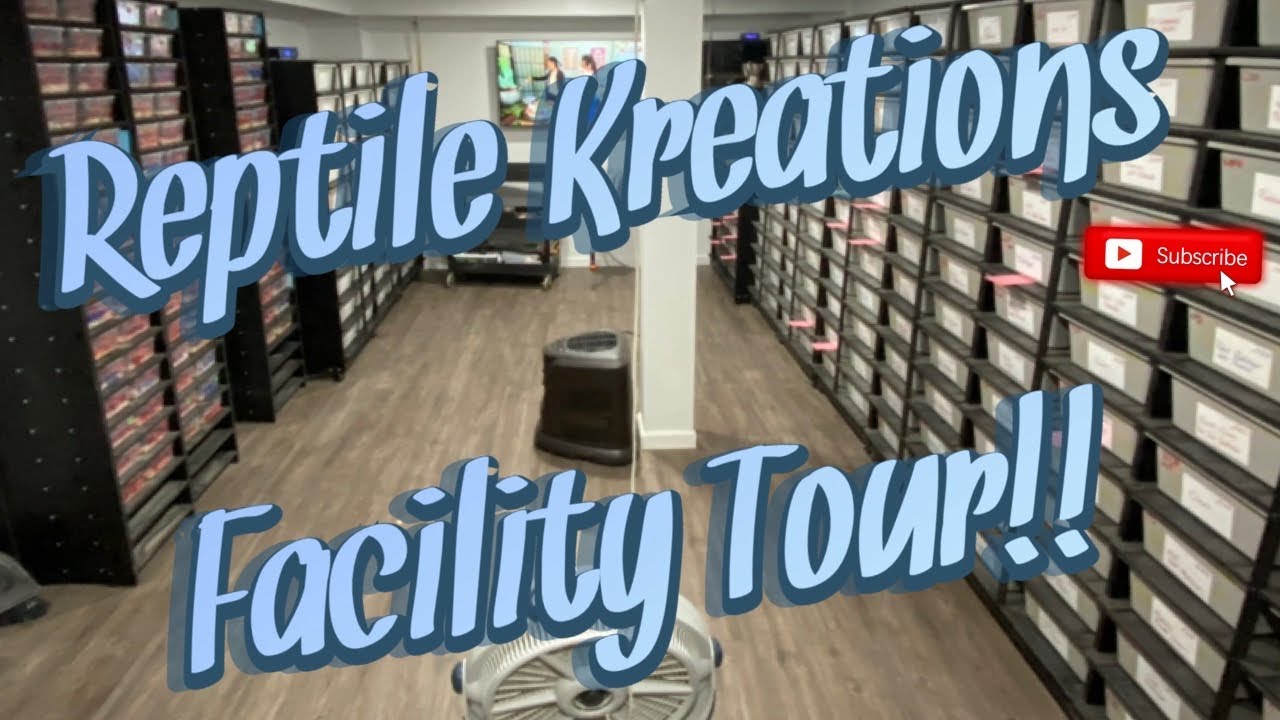 Reptile Kreations Facility Tour! || Check Out This Insane Ball Python Collection!