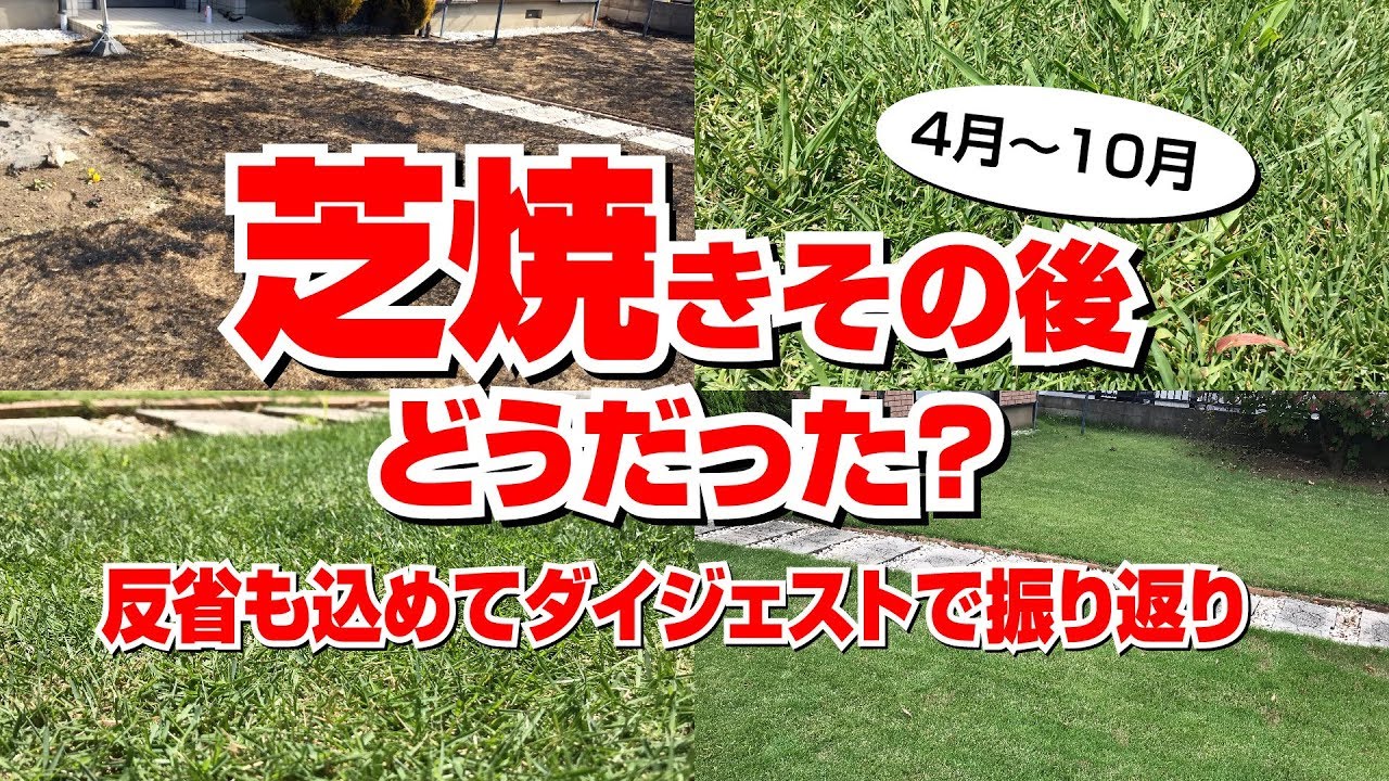 芝焼きの効果はどうだった？芝生の様子をダイジェストで！