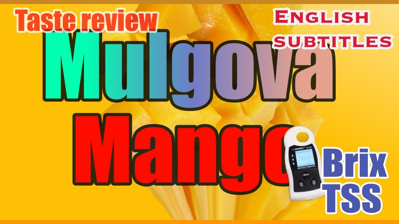 EP-11 മൽഗോവ  മാമ്പഴത്തിന്റെ രുചിയും മധുരവും  Mulgova mango tasting review TSS BRIX value