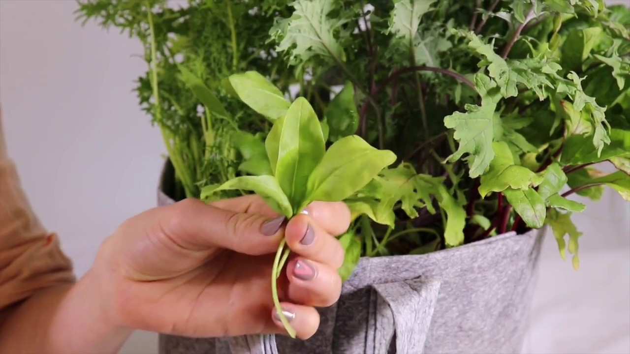 How To Harvest Baby Spinach