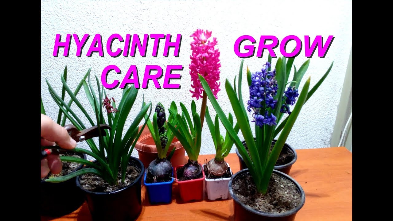 How to grow and care for Hyacinths plant
