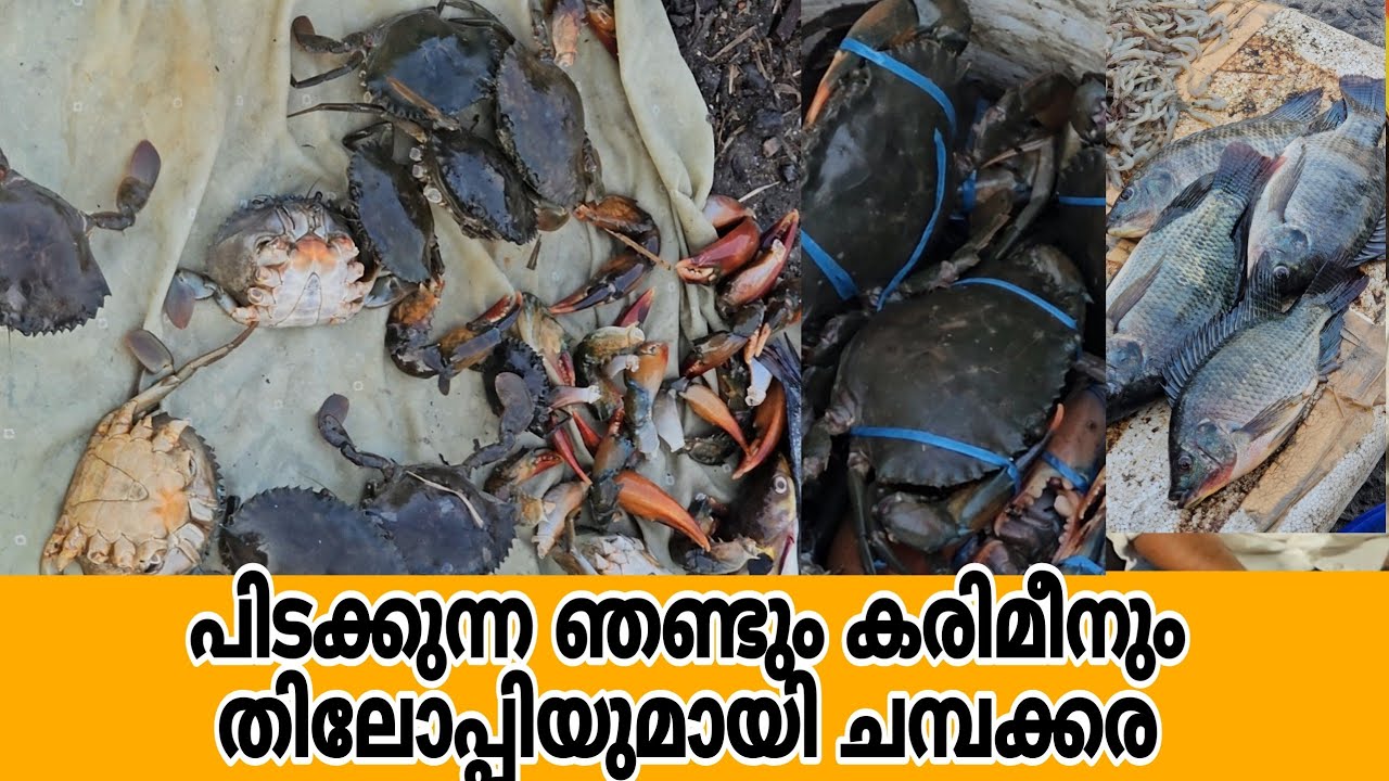 പിടക്കുന്ന ഞണ്ടും കരിമീനും തിലോപ്പിയുമായി ചമ്പക്കര മാർക്കറ്റ് #travelvogger #chempakkaramarket 