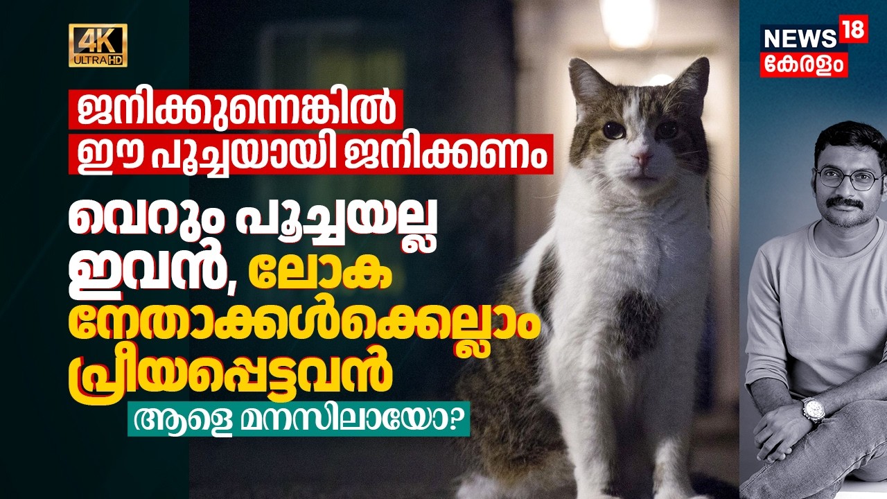 വെറും പൂച്ചയല്ല ഇവൻ ലോക നേതാക്കന്മാർക്കെല്ലാം പ്രീയപ്പെട്ടവൻ, സംഭവ ബഹുലം ഇവന്റെ ജീവിതം Larry 4K|N18G