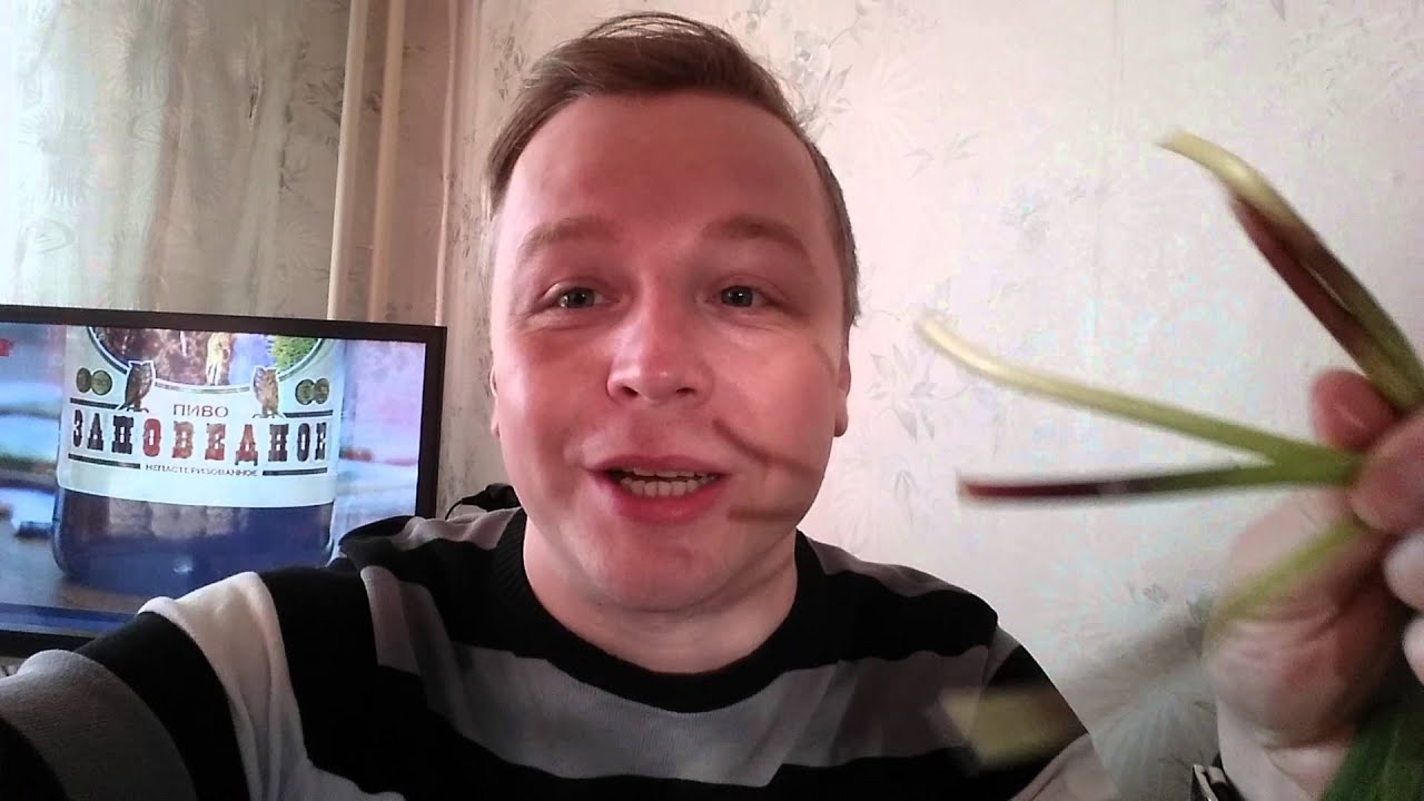 Что такое черемша?