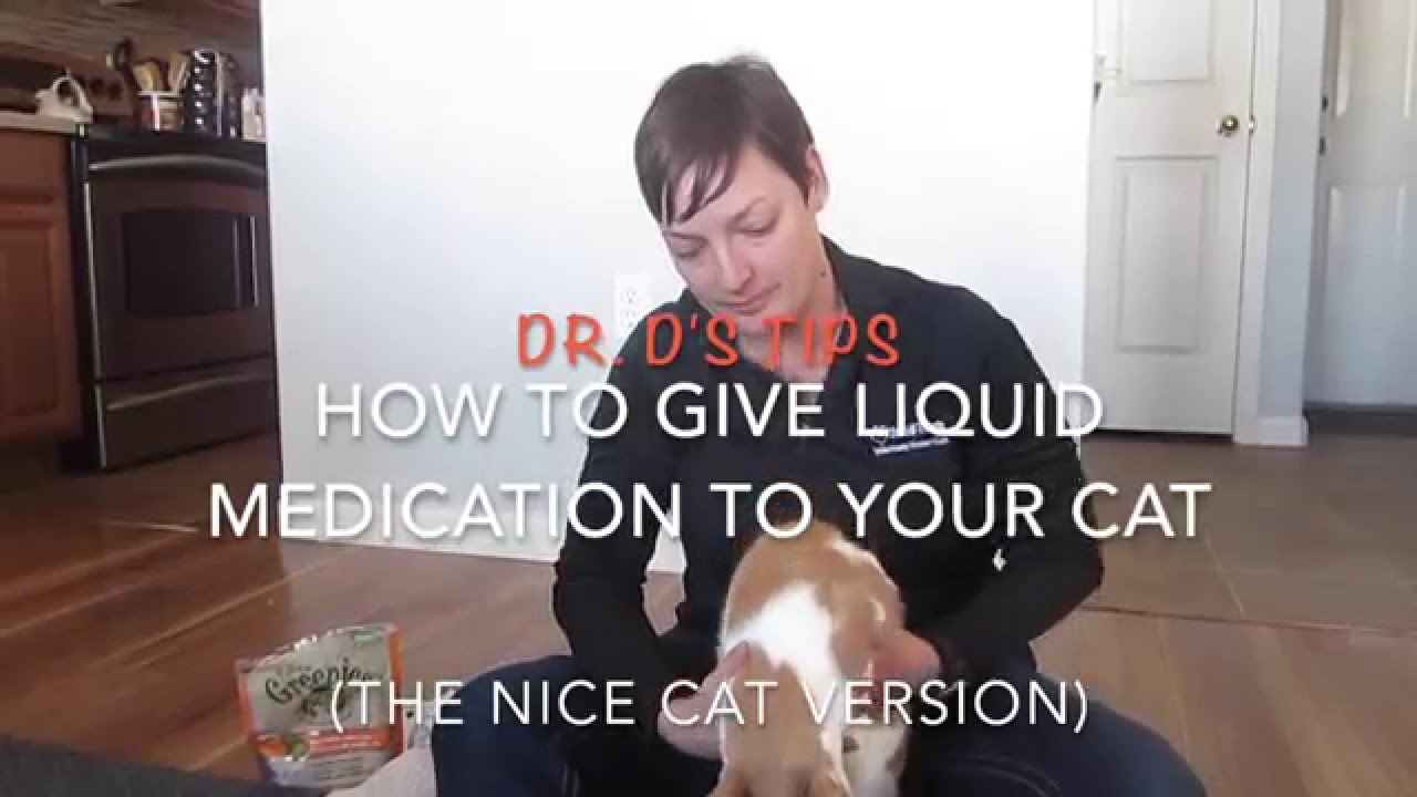 How To Give Liquid Medication To A Cat (The Nice Version)
