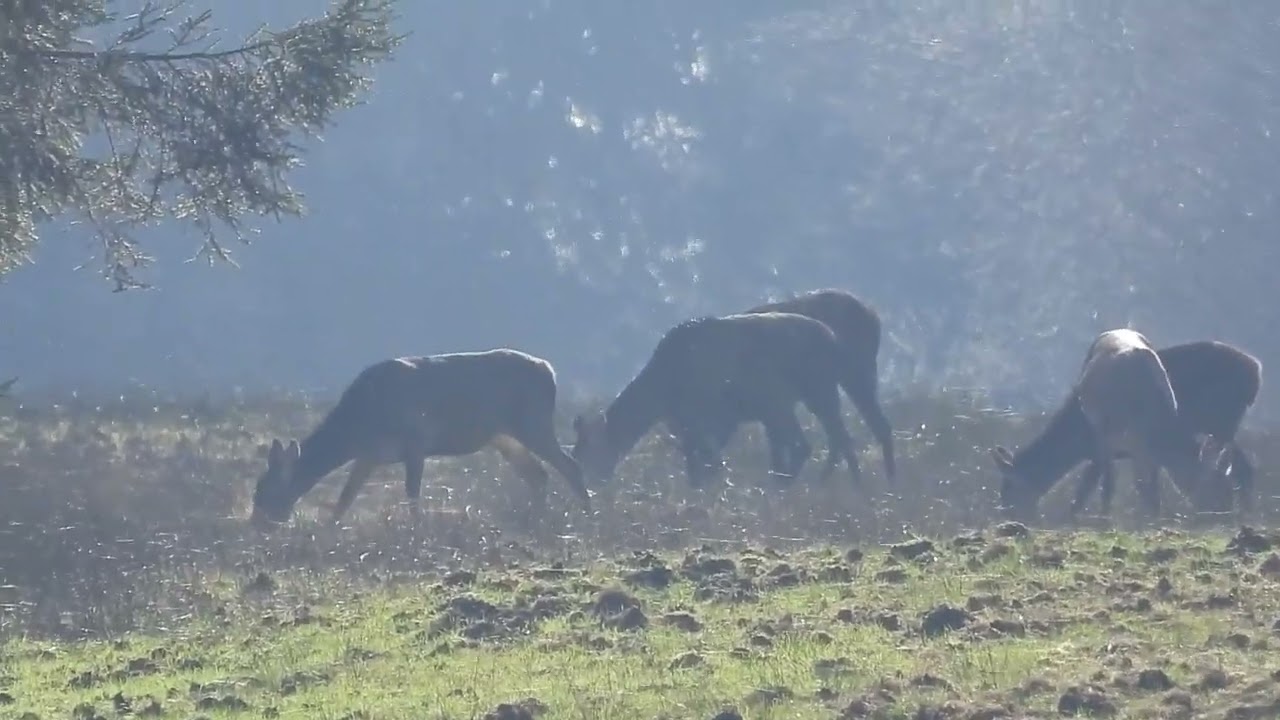 Kahlwild (Teil 1)