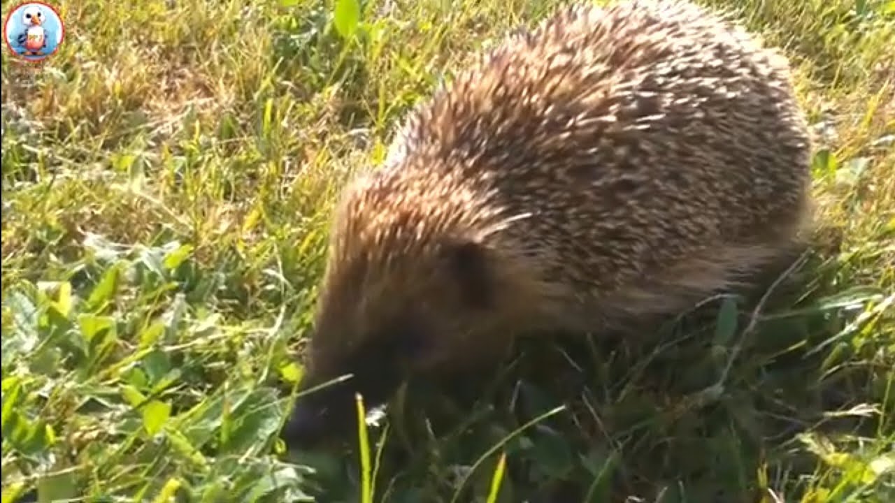 Visite d'un hérisson dans le jardin