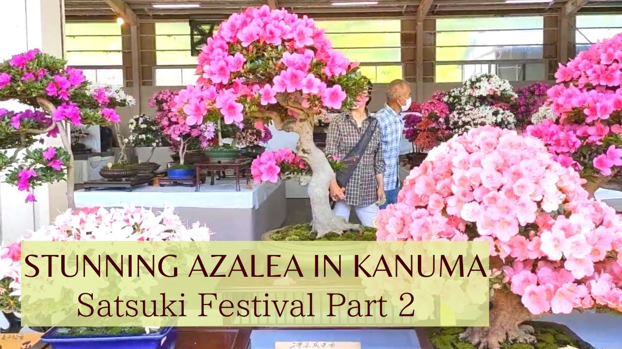 Stunning Azalea ! Kanuma Satsuki Festival 2022 Part 2 鹿沼さつき祭り