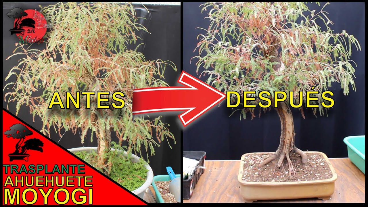 TRASPLANTE de AHUEHUETE | BONSAI estilo MOYOGI | ÁRBOL NACIONAL DE MÉXICO!!