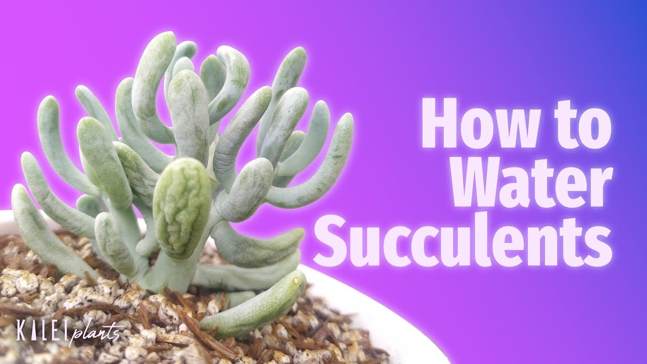 Paano Magdilig ng Succulents / Paano Malalaman Kung Uhaw na Sila + Different Methods
