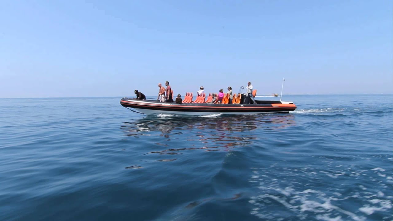 Dolphin and Cave Tour in the Algarve