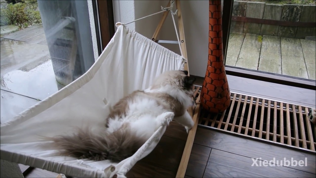 Meet Timo, the one and only  hammock cat (4 minutes of fun)