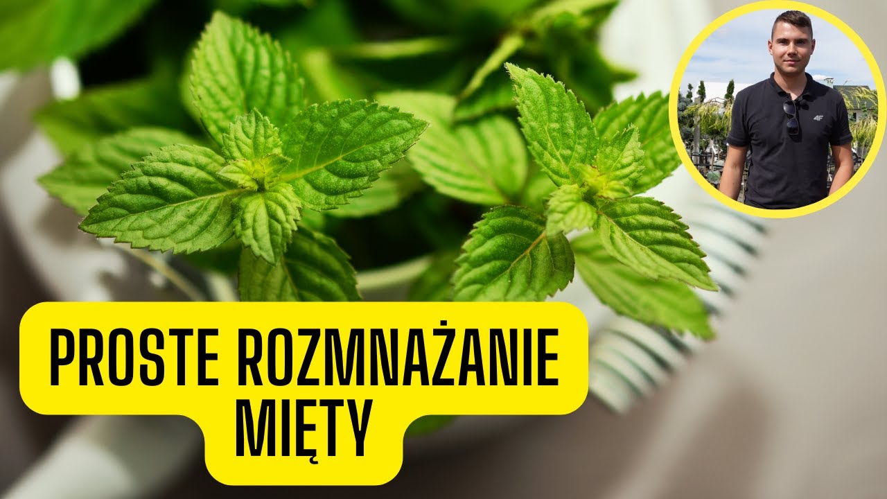 Jak łatwo rozmnożyć miętę? Prosty spos&oacute;b na każdą miętę, nawet z supermarketu