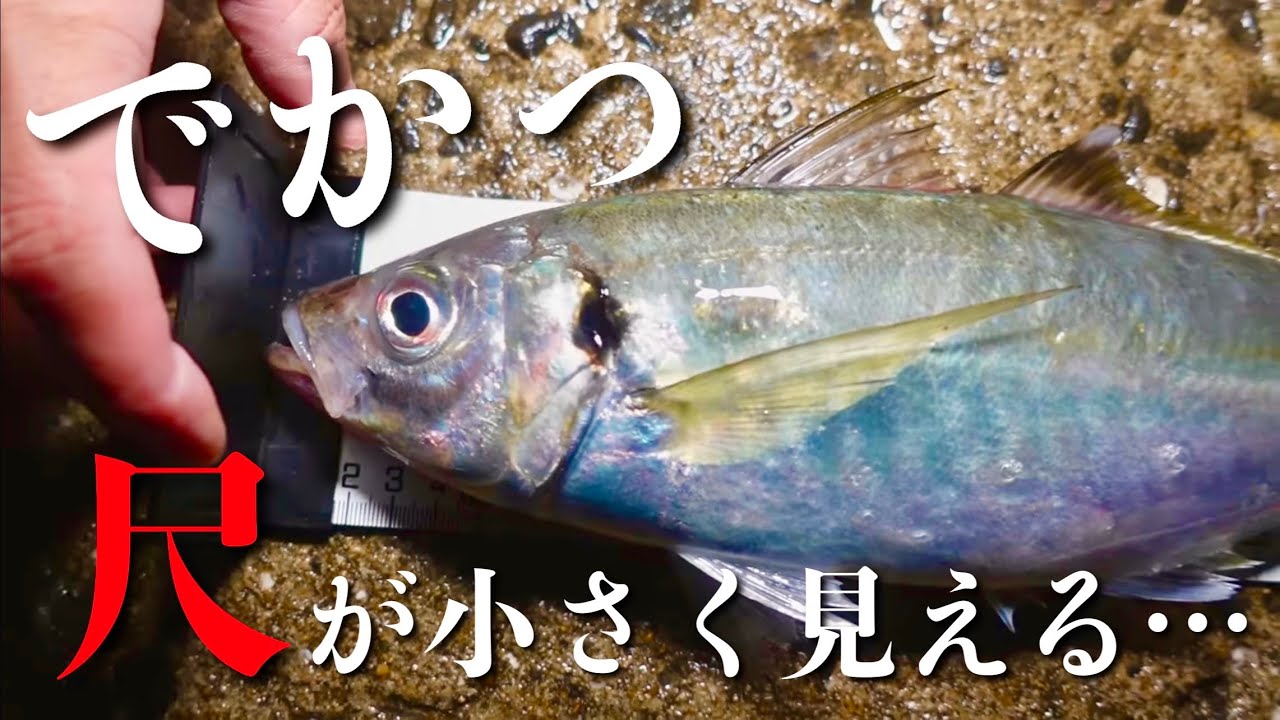 【アジング】でかっ！解説中にまさかの大アジ爆釣‼️