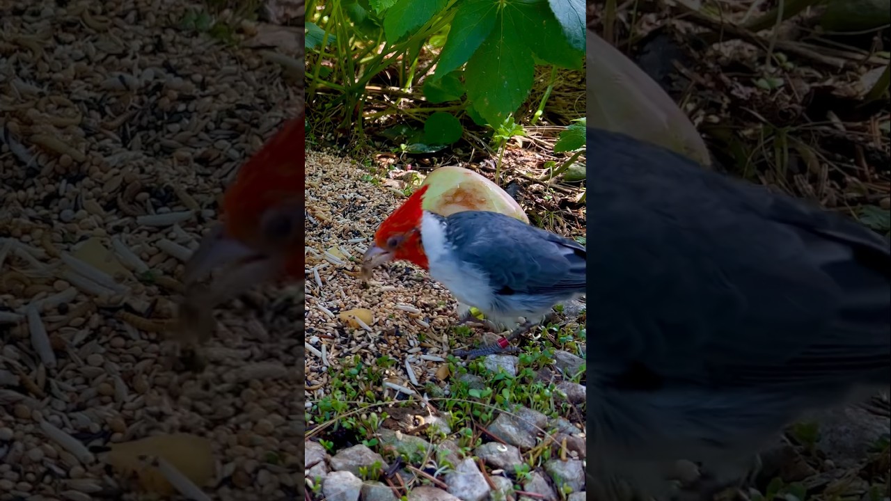 Brazilian Cardinal | Red-Crested Cardinal feeding in Bird Aviary 
