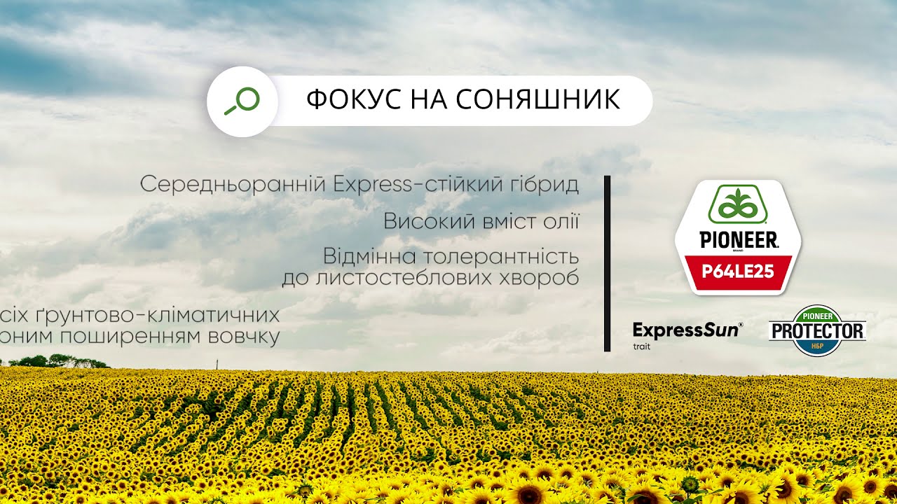 ExpressSun® гібрид П64ЛЕ25 Pioneer® з високим потенціалом врожайності та стійкістю до хвороб