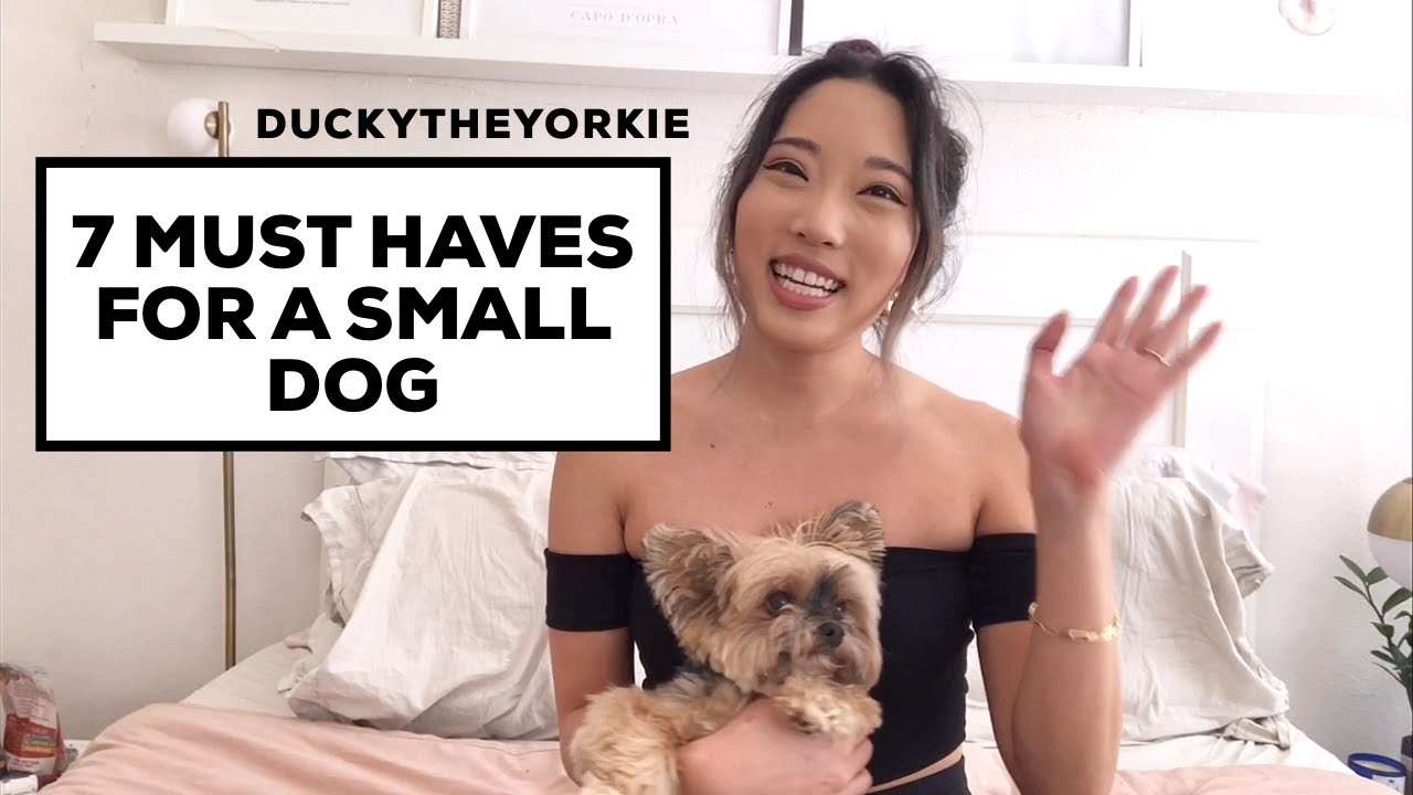 Must Haves for Small Dogs!! | Duckytheyorkie