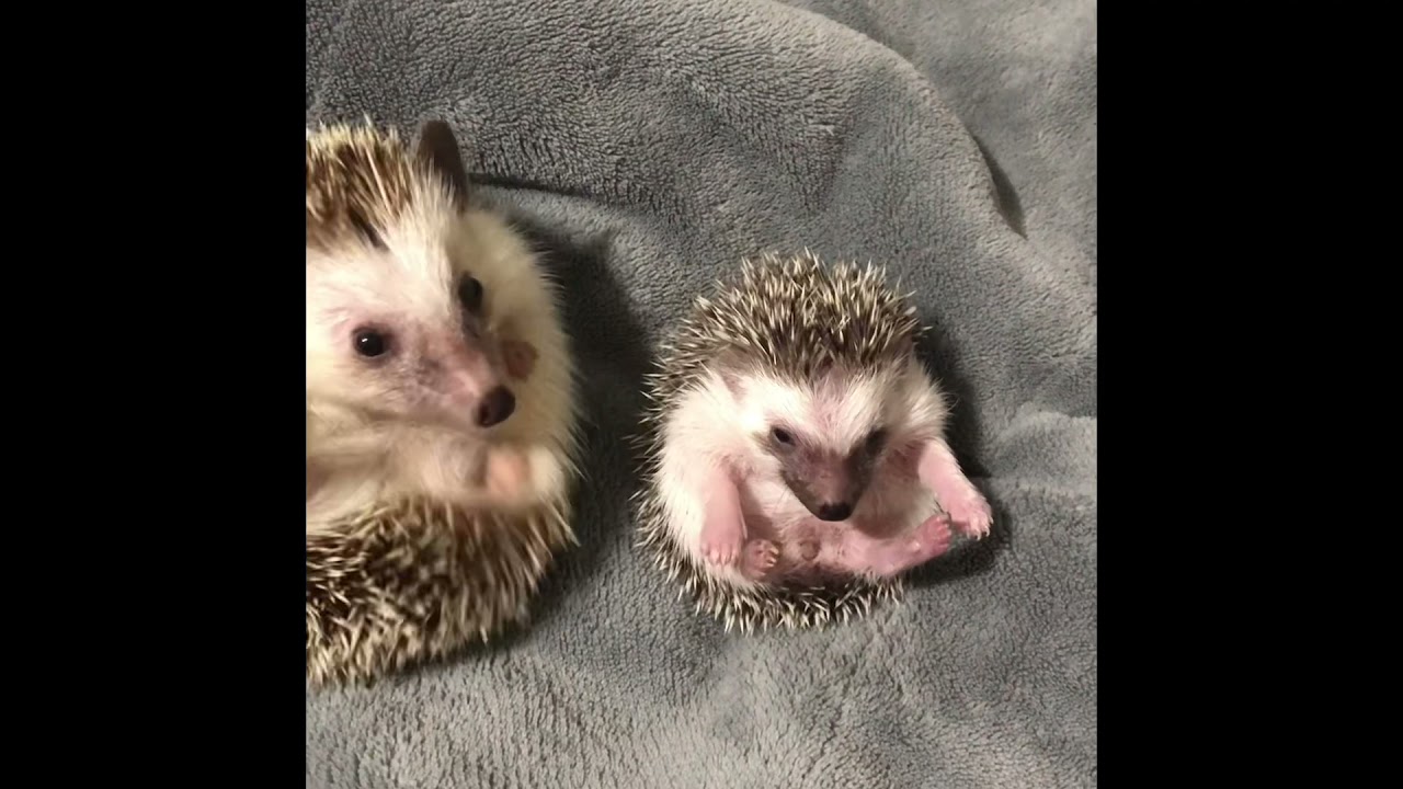 Los Videos más Tiernos de Erizos de tierra. !Hedgehog!🦔🦔🦔🦔🦔 De Tik Tok!